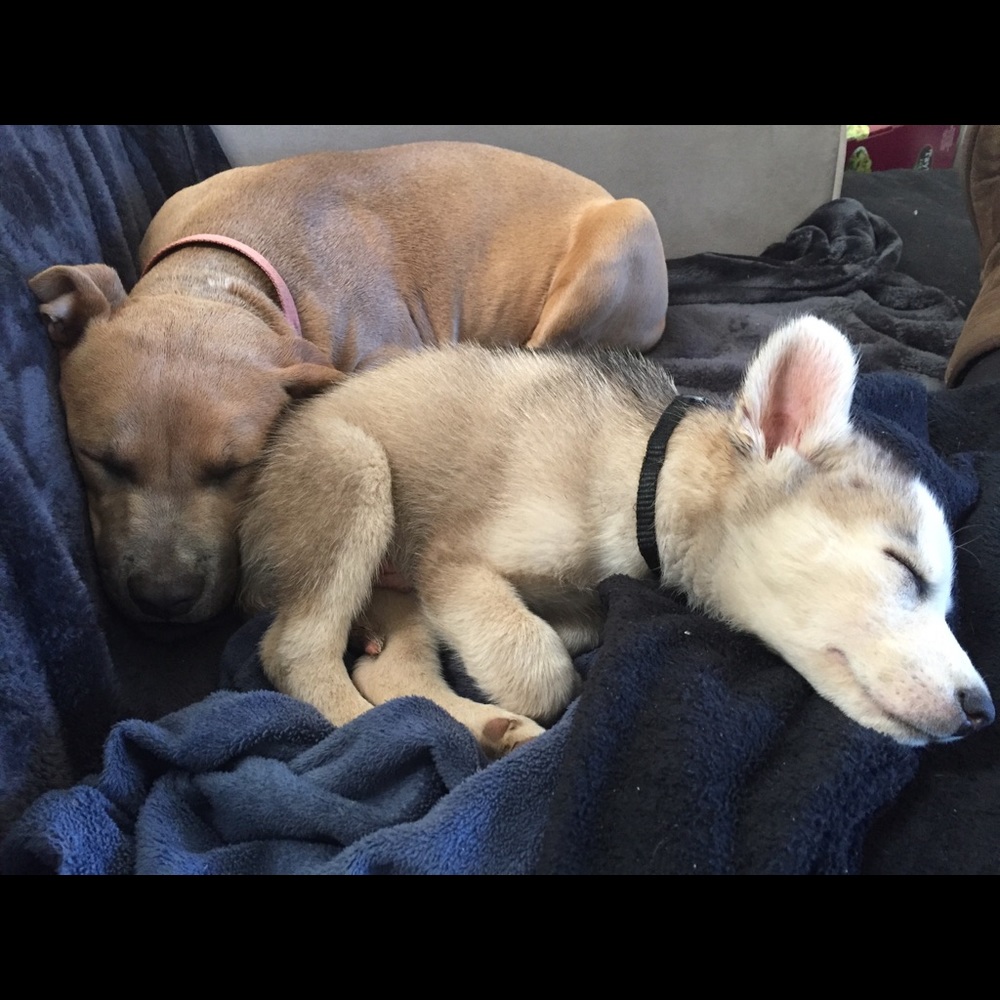 Meet your Posher, Sam